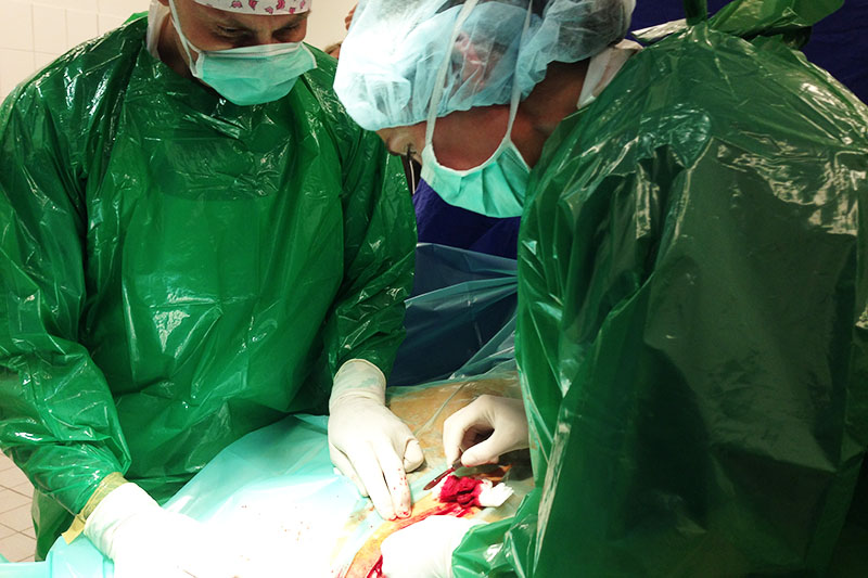 Akuter abdomen, Kolik OP, Kolikoperation, Bauchhoehlenoperation Pferd, Vollnarkose