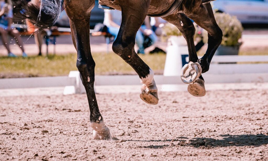 Galoppierendes Pferd im Dressurviereck